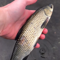 ЗАРЫБЛЕНИЕ ДНЕПРА ВИДЕО. ОСЕНЬ 2017